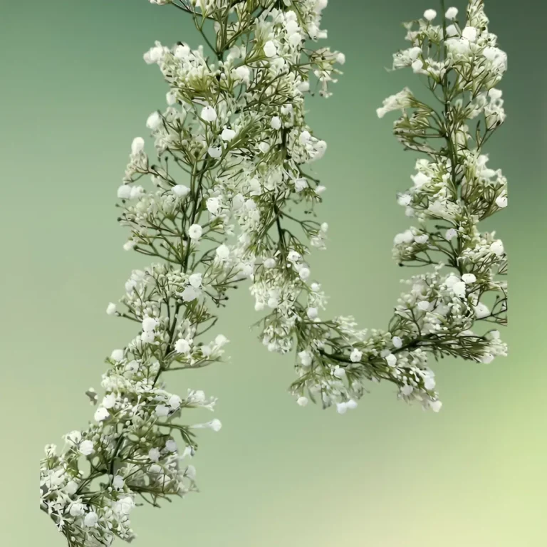 lej Kunstig blomsterranke med små hvide blomster | Brudeslør | 1,8 m