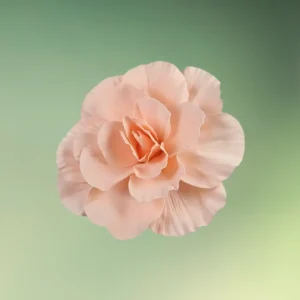 stor rose blomst 30 cm champagne / soft peach