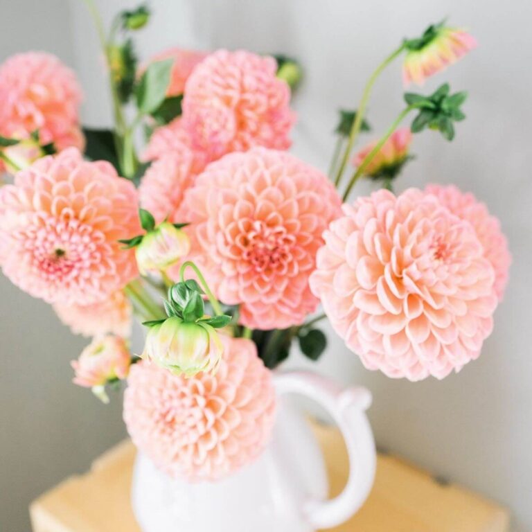 dahliaer lyserøde blomster